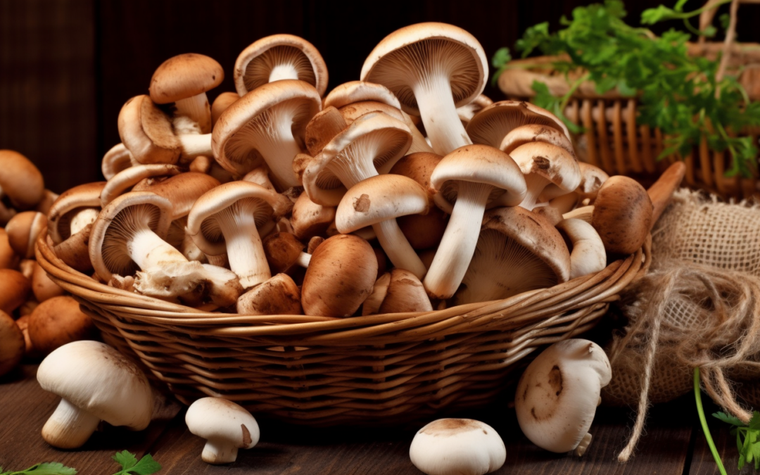 Exploring the Health Benefits of Functional Mushrooms: Boosting Immunity, Enhancing Brain Function, and More